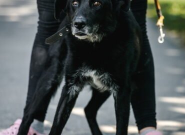 Šuo ieško namų Linksmakalnyje – Garas
