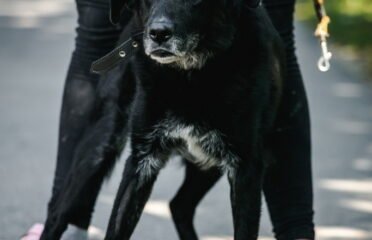 Šuo ieško namų Linksmakalnyje – Garas
