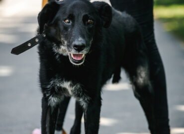 Šuo ieško namų Linksmakalnyje – Garas