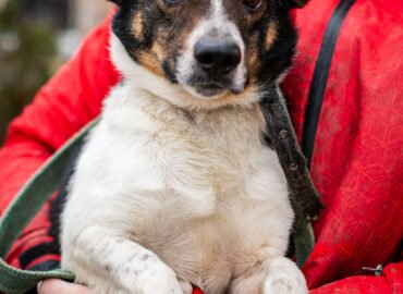 Šuo ieško namų Linksmakalnyje – Gimzo