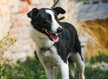 Kalytė ieško namų Linksmakalnyje – Goja