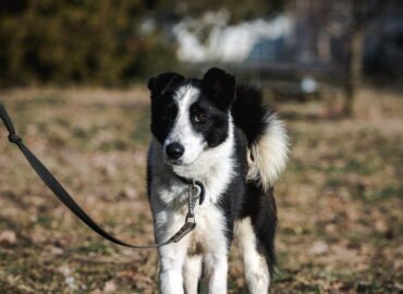 Kalytė ieško namų Linksmakalnyje – Goja