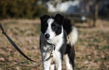 Kalytė ieško namų Linksmakalnyje – Goja