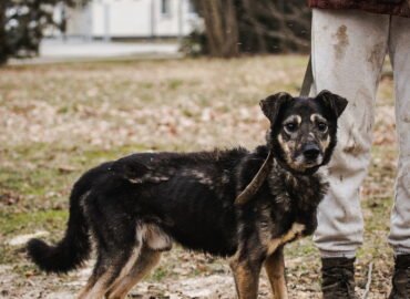 Dovanojamas šuo Linksmakalnyje – Gražuolis