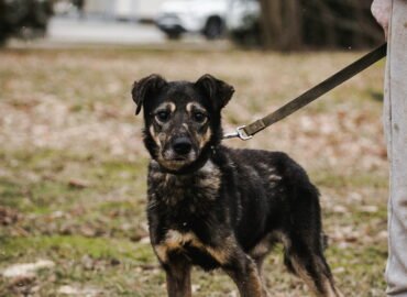 Dovanojamas šuo Linksmakalnyje – Gražuolis