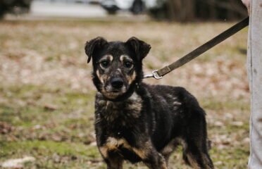 Dovanojamas šuo Linksmakalnyje – Gražuolis