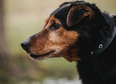 Šuo ieško namų Linksmakalnyje – Gudis