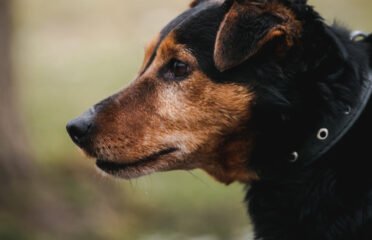 Šuo ieško namų Linksmakalnyje – Gudis