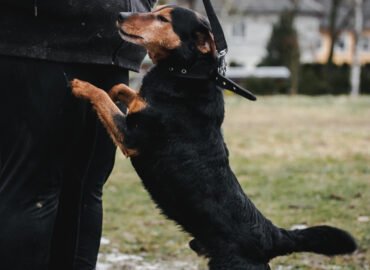 Šuo ieško namų Linksmakalnyje – Gudis