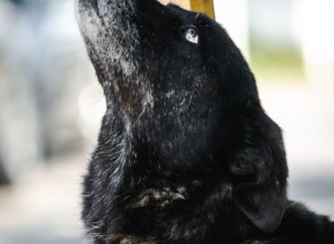 Šuo ieško namų Linksmakalnyje – Gumsius