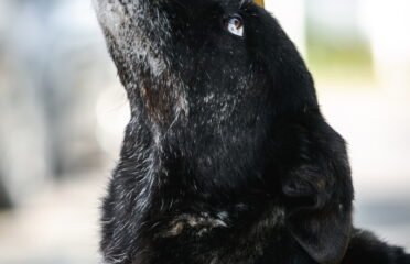 Šuo ieško namų Linksmakalnyje – Gumsius