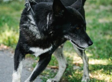 Šuo ieško namų Linksmakalnyje – Gumsius