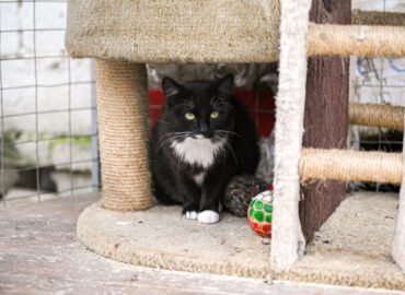 Dovanojama katė Šiauliuose – Kleopatra