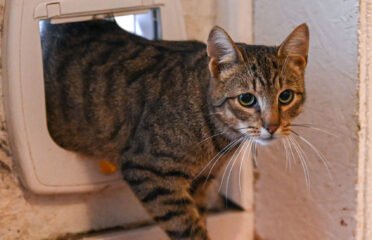 Dovanojamas katinas Šiauliuose – Grėjus