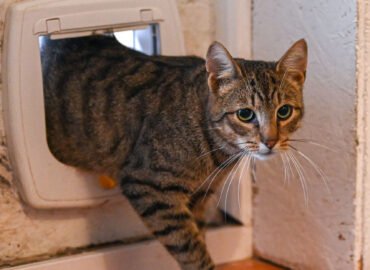 Dovanojamas katinas Šiauliuose – Grėjus