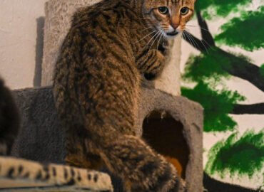 Dovanojamas katinas Šiauliuose – Grėjus