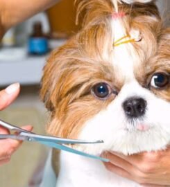 Gyvūnų kirpykla, veterinarijos klinika Kaune Pas Filą