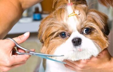 Gyvūnų kirpykla, veterinarijos klinika Kaune Pas Filą