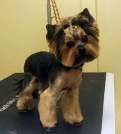 Gyvūnų kirpykla, veterinarijos klinika Kaune Pas Filą