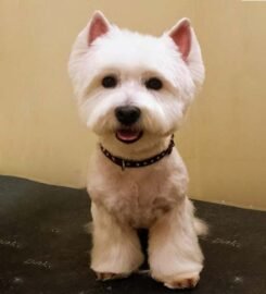 Gyvūnų kirpykla, veterinarijos klinika Kaune Pas Filą