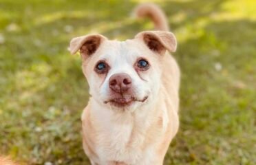 Dovanojamas šuo Šiauliuose – Rudnosius