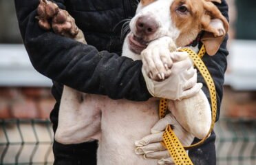 Dovanojamas šuo Linksmakalnyje – Holivudas