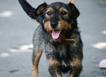 Šuo ieško namų Linksmakalnyje – Hunter