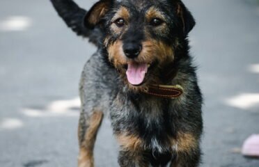 Šuo ieško namų Linksmakalnyje – Hunter