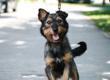 Šuo ieško namų Linksmakalnyje – Hunter