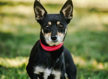 Dovanojamas šuo Linksmakalnyje – Integra