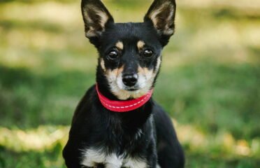 Dovanojamas šuo Linksmakalnyje – Integra