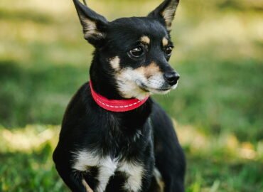 Dovanojamas šuo Linksmakalnyje – Integra