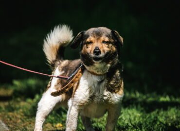 Šuo ieško namų Linksmakalnyje – Jasius