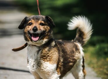 Šuo ieško namų Linksmakalnyje – Jasius