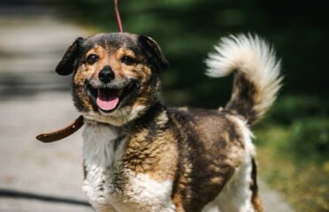 Šuo ieško namų Linksmakalnyje – Jasius