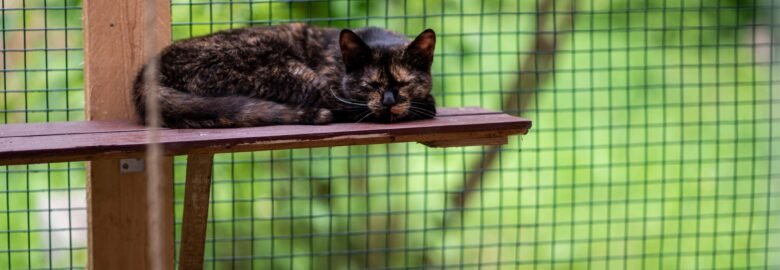 Dovanojama katė Panevėžyje – Foksė