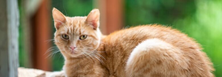 Dovanojama katė Panevėžyje – Selta