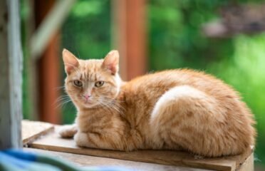 Dovanojama katė Panevėžyje – Selta