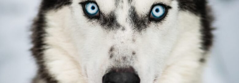 Šuo ieško namų Linksmakalnyje – Jonelis