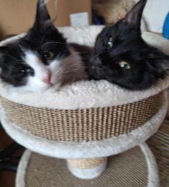 Dovanojami kačiukai Kaune