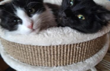 Dovanojami kačiukai Kaune