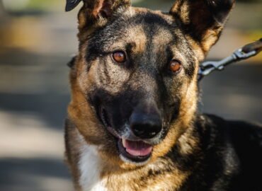 Šuo ieško namų Linksmakalnyje – Kadagys