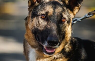 Šuo ieško namų Linksmakalnyje – Kadagys