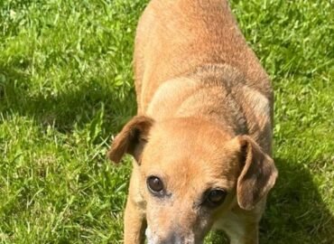 Dovanojama kalytė Šiauliuose