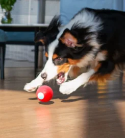 Išmanus Kamuolys šunims PE