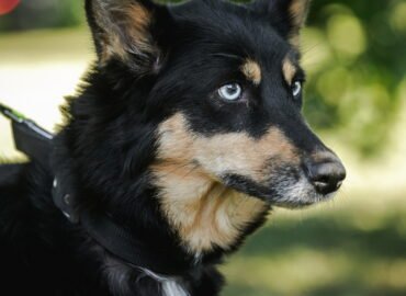 Dovanojamas šuo Linksmakalnyje – Kenta