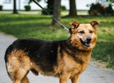 Šuo ieško namų Linksmakalnyje – Kiškis
