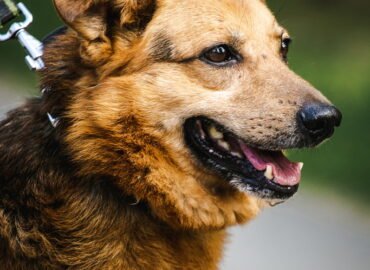 Šuo ieško namų Linksmakalnyje – Kiškis