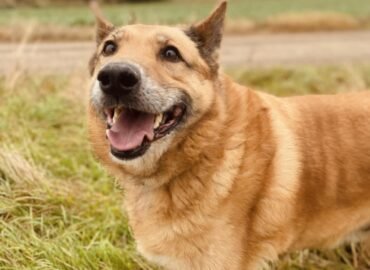 Dovanojamas šuo Šiauliuose – Rudis