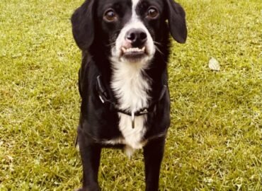 Dovanojama kalytė Šiauliuose – Dina